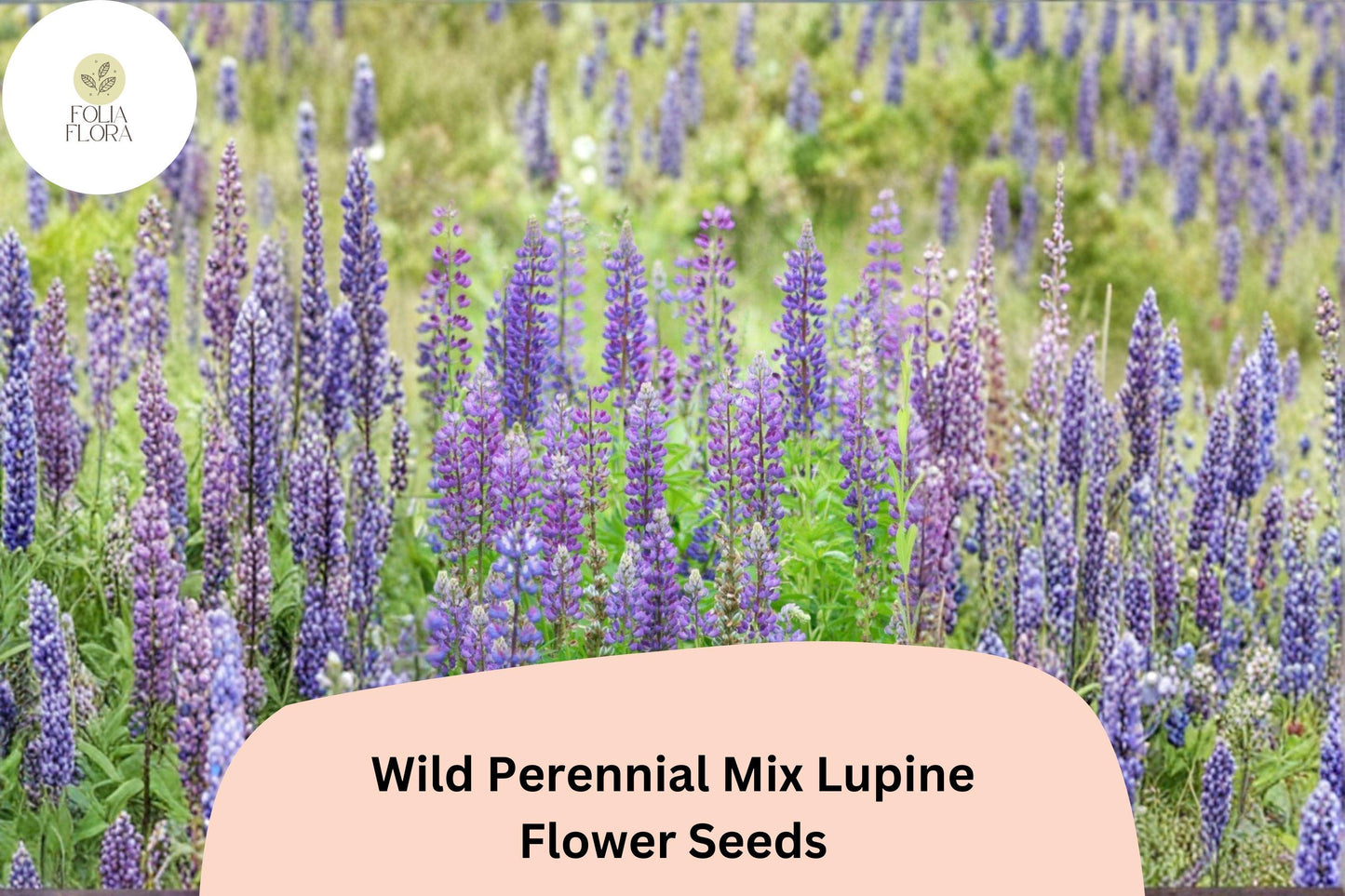 Wild Perennial Mix Lupine Seeds - 25+ Mixed Color Lupinus spp. - Pollinator-Friendly Garden Flowers