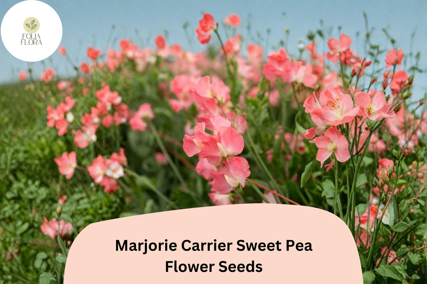 50+ Sweet Pea Seeds | Pink Climbing Flowers | Lathyrus odoratus | Fragrant Marjorie Carrier Variety for Gardens & Bouquets