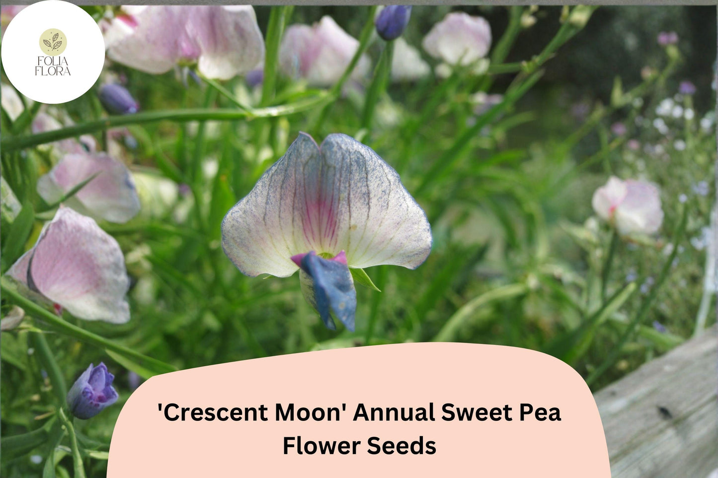 50+ Lathyrus sativus ‘Crescent Moon’ Seeds | Annual Sweet Pea | White, Pink, Blue-Purple Flowers | Easy to Grow