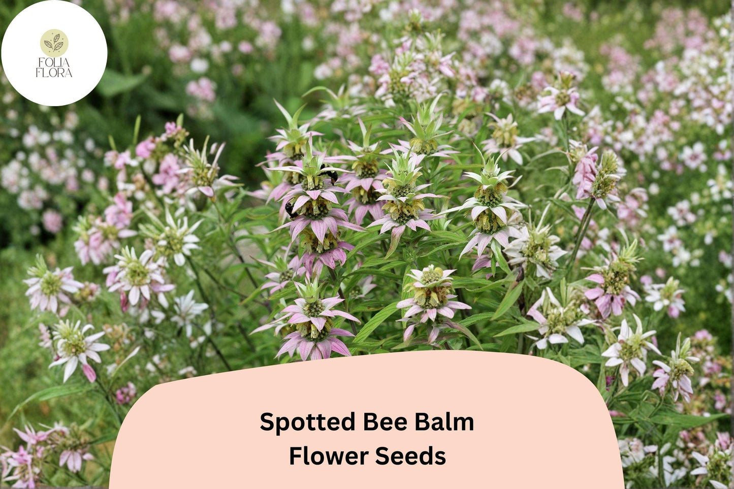 Monarda punctata Seeds | 100 Spotted Bee Balm Seeds | Native Wildflower for Pollinator Garden | Hardy Perennial Wildflower