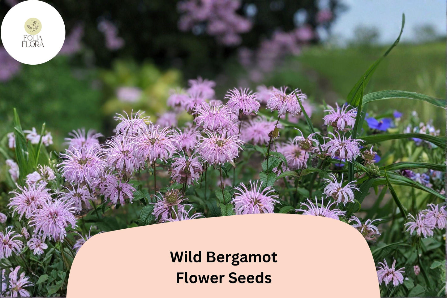 Wild Bergamot Seeds - 100 Native Perennial Seeds, Lavender Flower Clusters, Monarda fistulosa for Pollinator Gardens