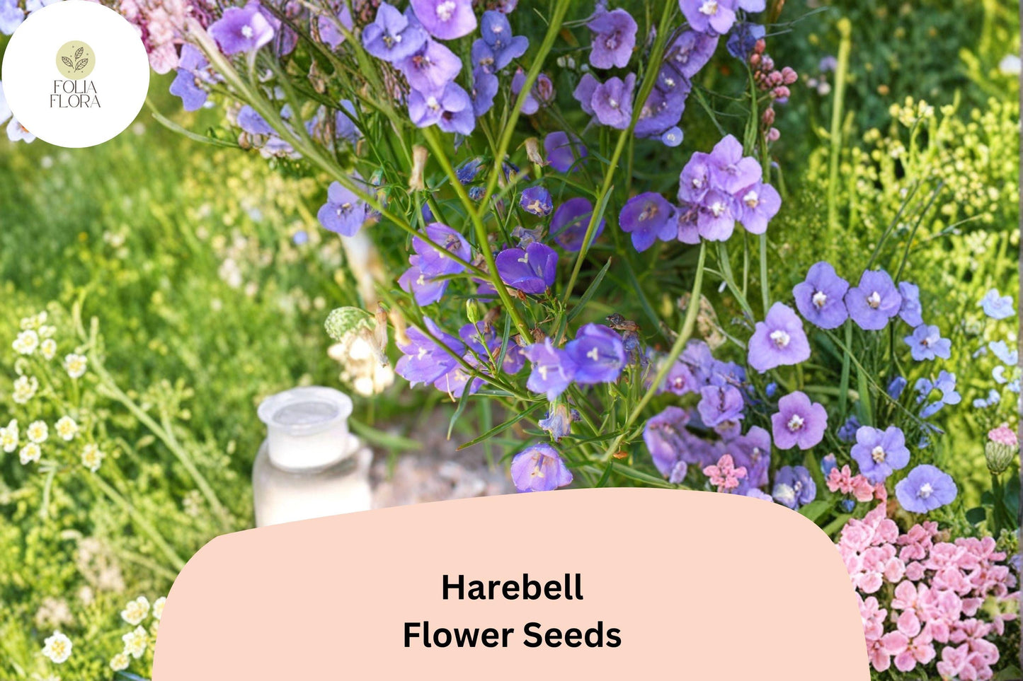 Harebells Seeds (100 Count) - Campanula rotundifolia - Purple Perennial Wildflower for Gardens and Landscapes