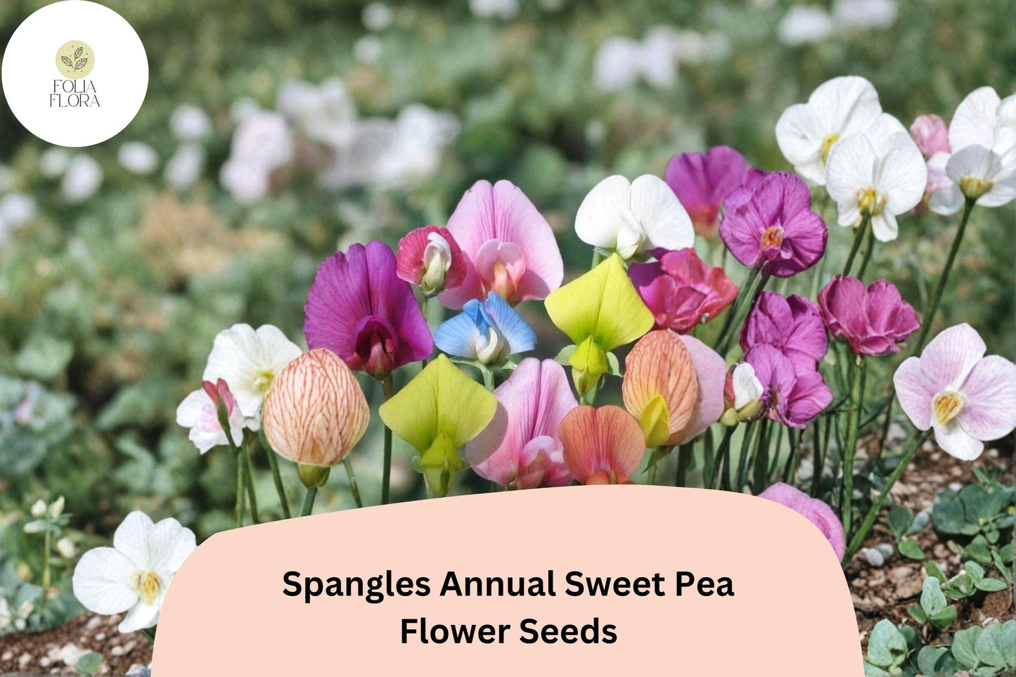 50+ Sweet Pea Seeds | Mixed Color Heirloom Flower Seeds | Lathyrus odoratus | Easy to Grow Annual for Garden & Containers