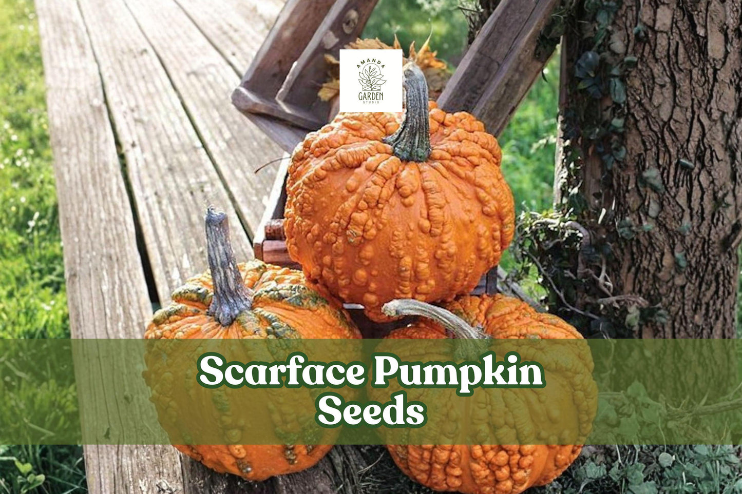 Scarface Pumpkin Seeds - 10 Pack, Unique Red Pumpkin Variety, Cucurbita pepo for Garden & Decorative Planting