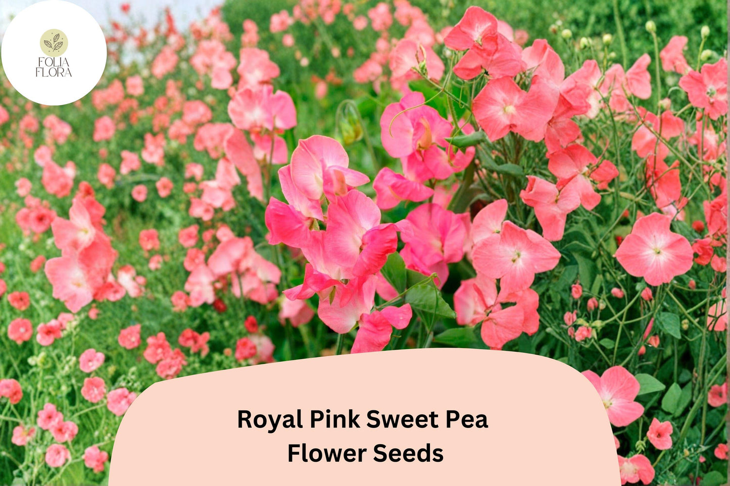 Royal Pink Sweet Pea Seeds - 50+ Lathyrus odoratus Climbing Vine for Garden Planting - Fragrant Pink Flowers