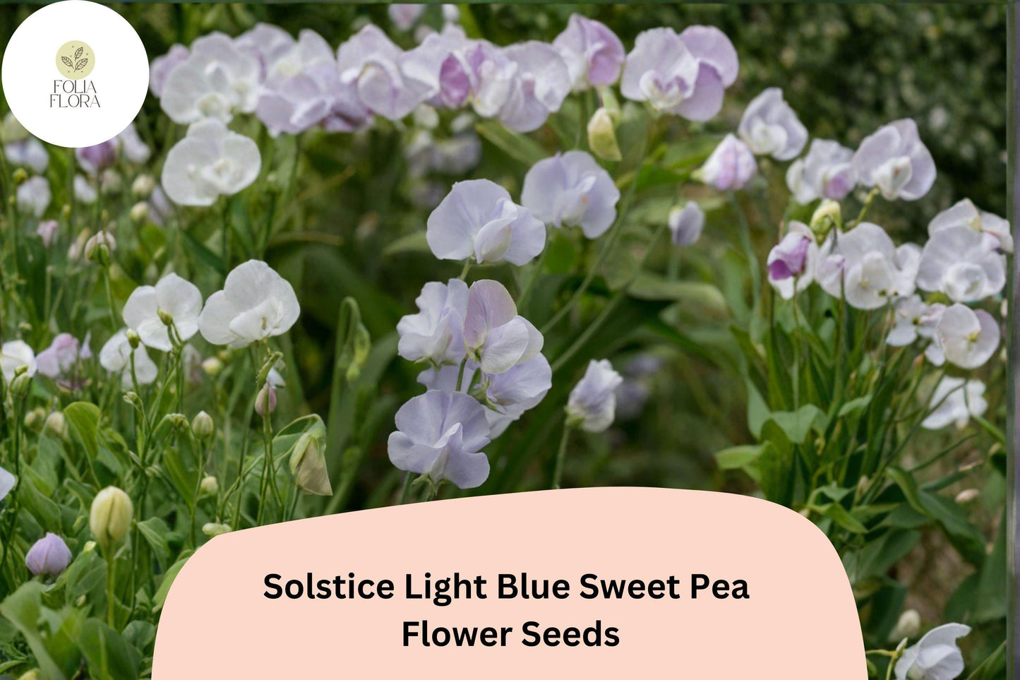 Sweet Pea Seeds | 50+ Solstice Light Blue | Fragrant Climbing Vine | Lathyrus odoratus | Perfect for Garden Trellises