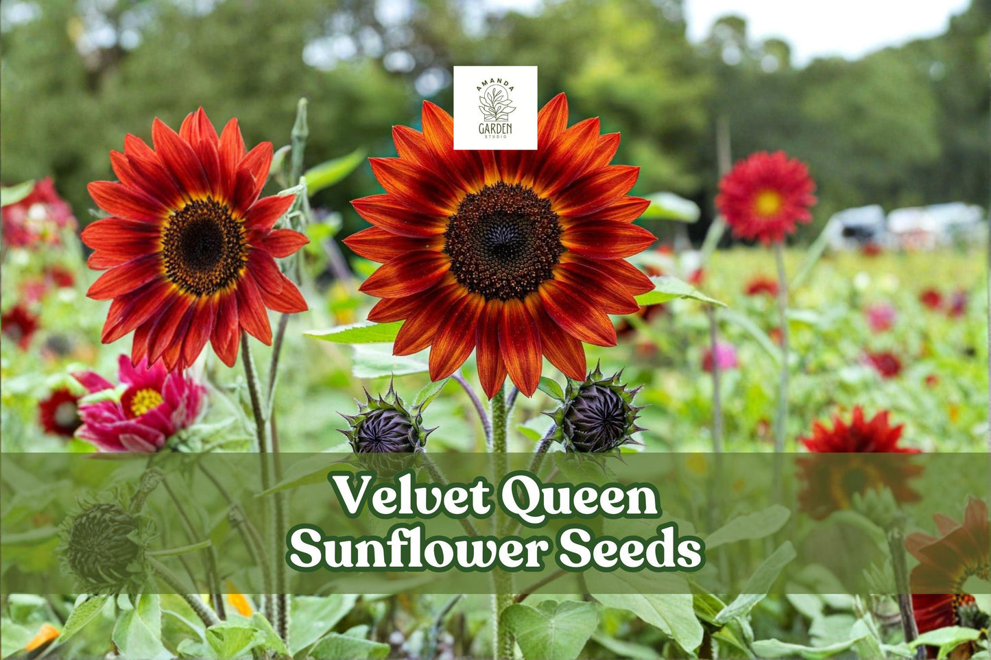50 Velvet Queen Sunflower Seeds | Deep Red Burgundy Blooms | Helianthus annuus | Easy to Grow for Gardens & Borders