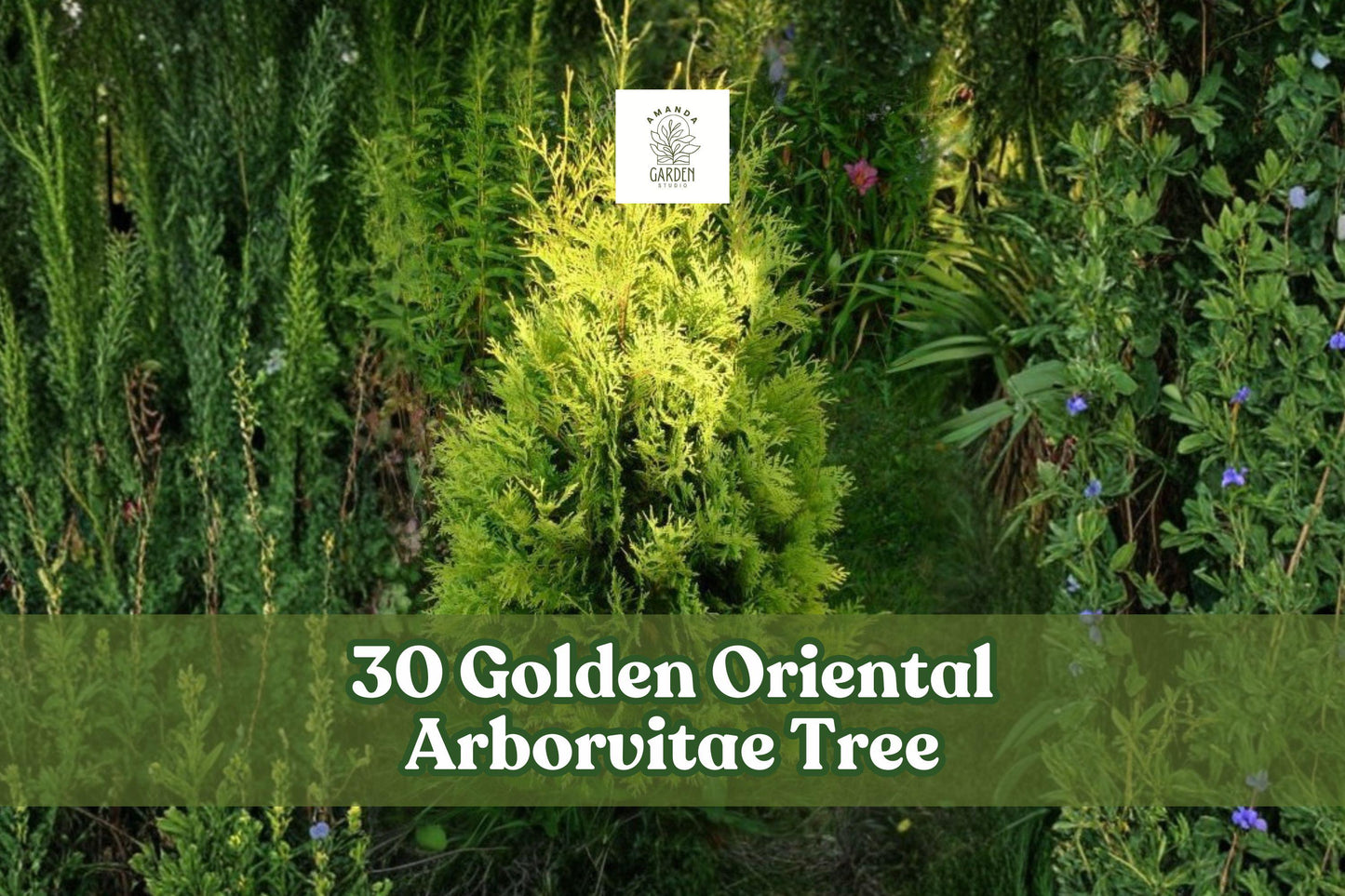 30 Golden Oriental Arborvitae Tree Seeds | Platycladus orientalis 'Aurea' | Evergreen Conifer with Golden Foliage