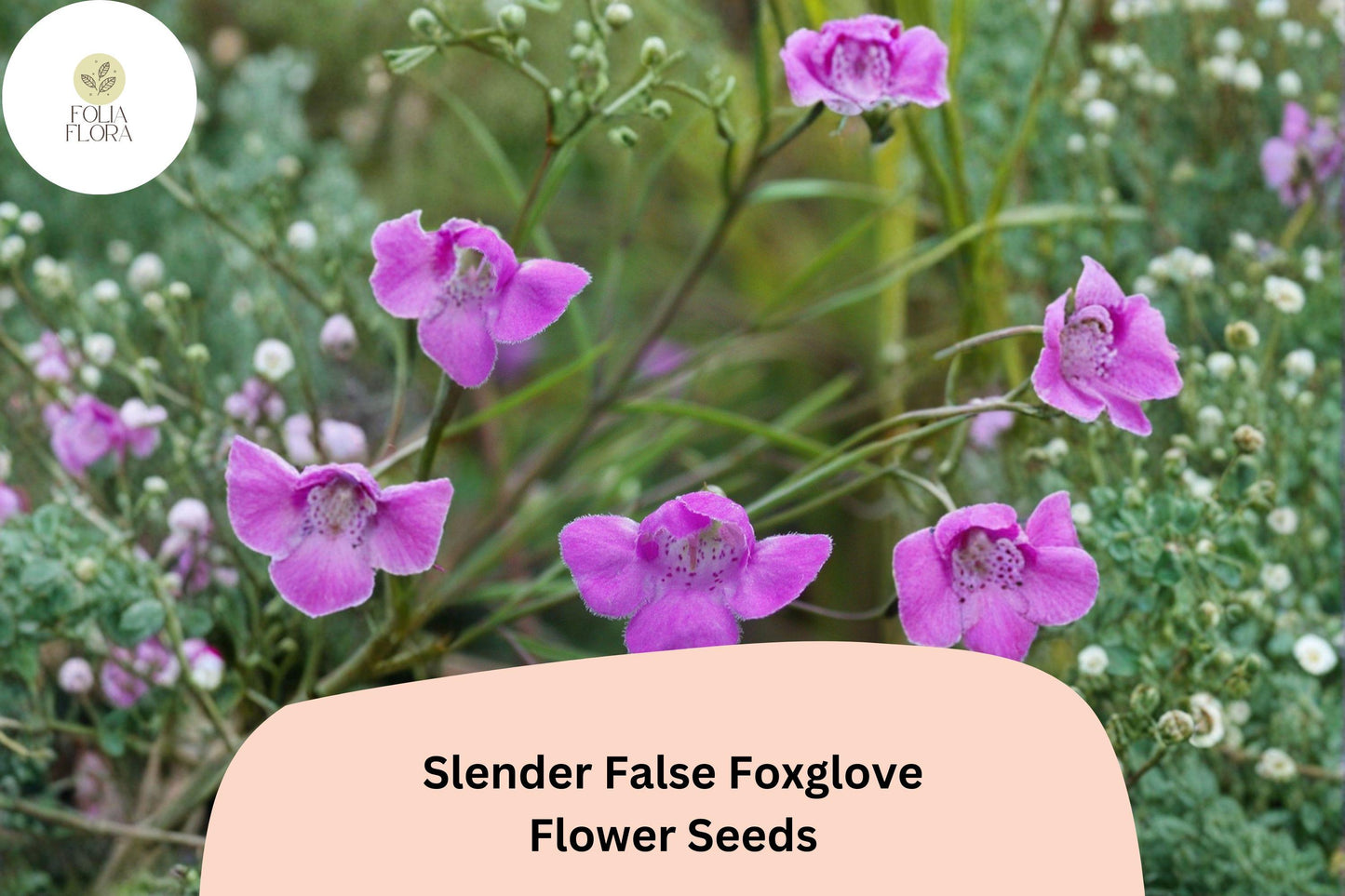 250+ Agalinis tenuifolia Seeds | Slender False Foxglove | Pink Wildflower for Prairie Gardens | Native Annual Wildflower Seeds