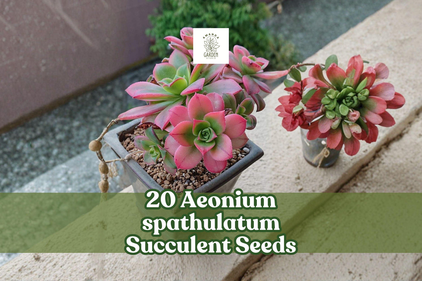 Aeonium Spathulatum Succulent Seeds - 20 Count, Rare Rosette Succulent for Indoor & Container Planting, Ornamental Green Foliage