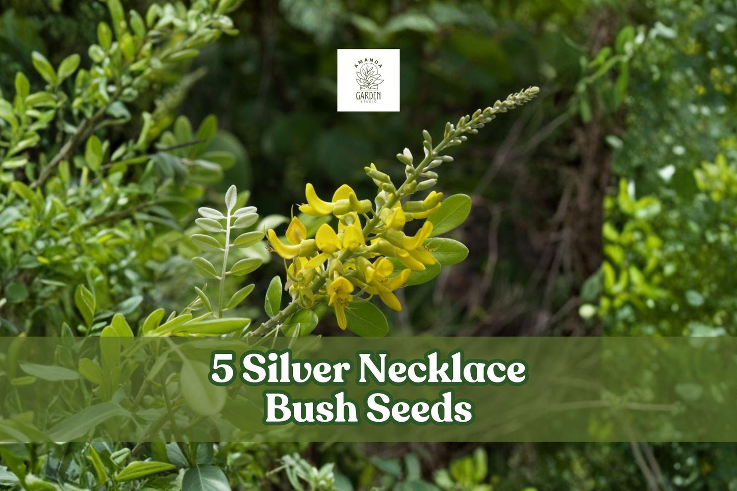Silver Necklace Bush Seeds - 5 Pack | Sophora tomentosa | Tropical Ornamental Shrub with Silvery Foliage & Yellow Flowers