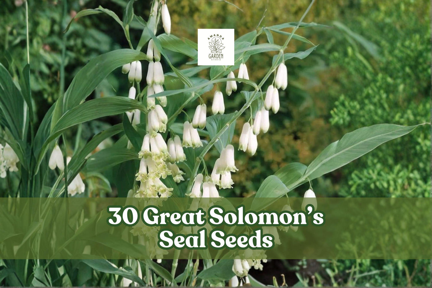 Great Solomon's Seal Seeds - 30 Pack, Polygonatum biflorum, Native Woodland Perennial for Shade Gardens, Arching Foliage & White Flowers