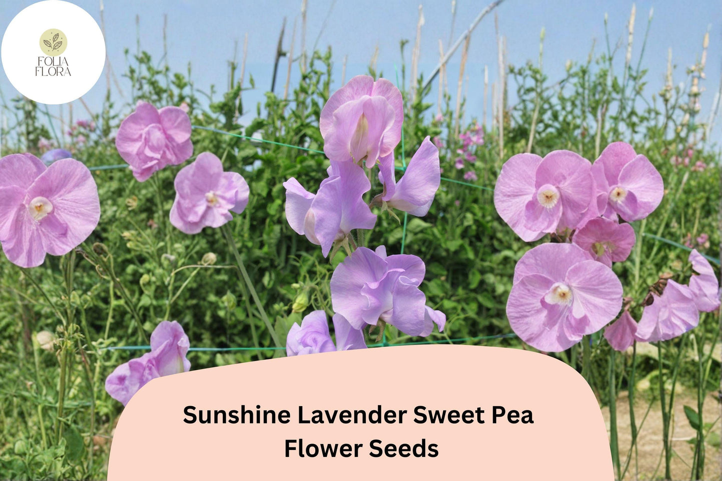 Sunshine Lavender Sweet Pea Seeds | 50+ Seeds | Lathyrus odoratus | Climbing Vine for Garden Planting