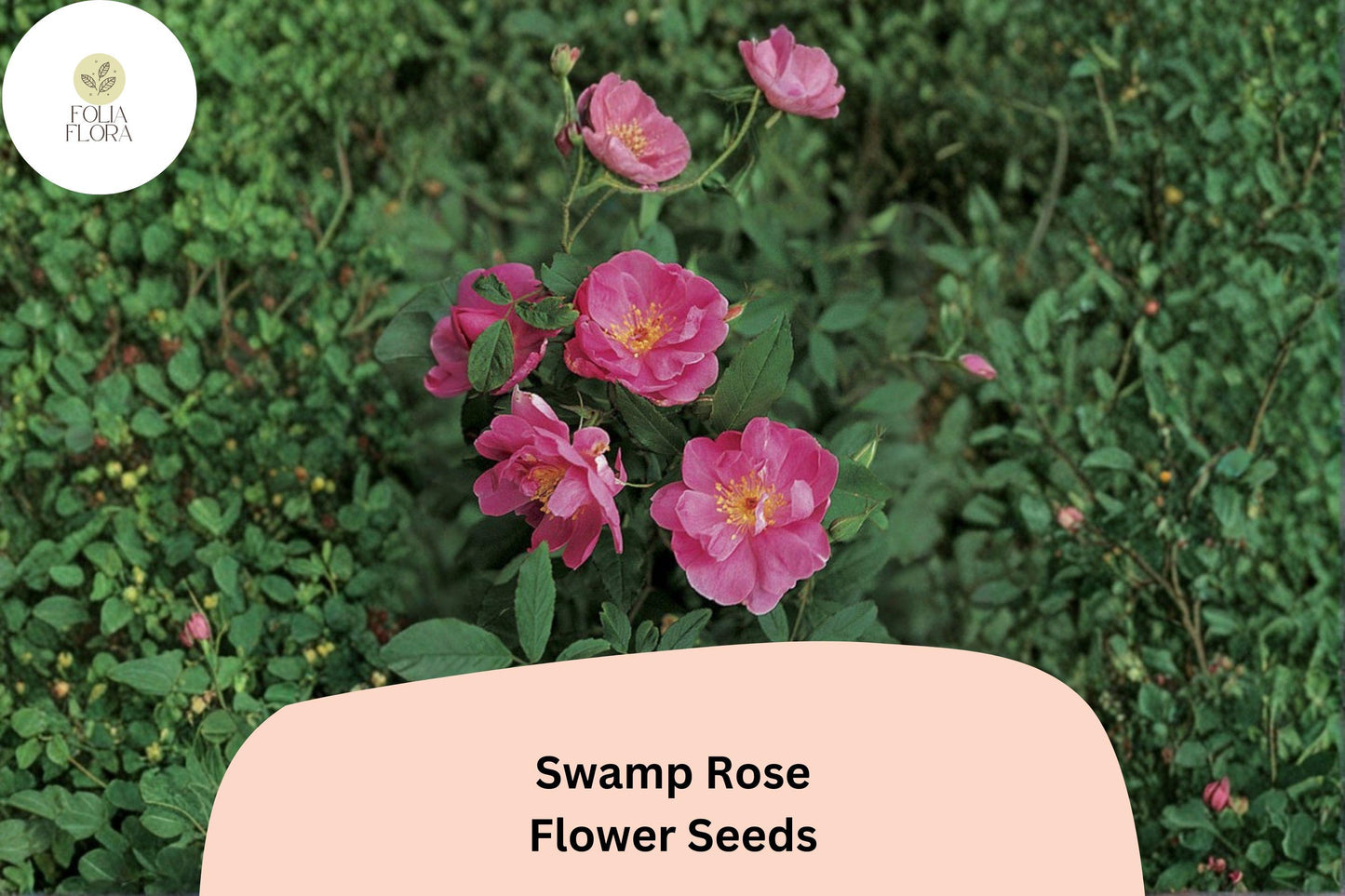 Swamp Rose Seeds | 30 Untreated Seeds | Rosa palustris | Pink Flowering Native Shrub for Moist Gardens