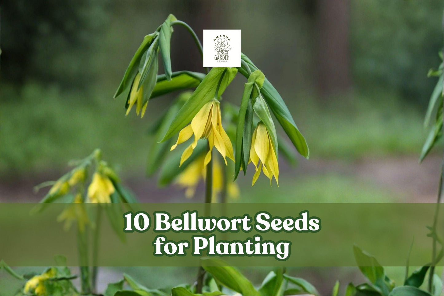 10 Bellwort Seeds for Planting | Uvularia grandiflora | Native Woodland Perennial with Weeping Yellow Blooms
