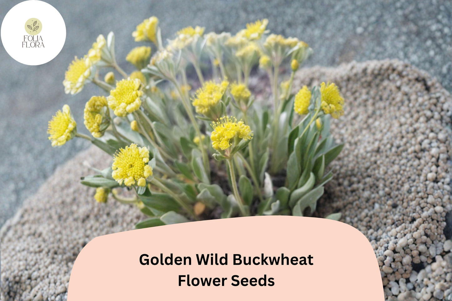 Golden Wild Buckwheat Seeds | Eriogonum flavum | 50 Untreated Seeds for Native Gardens, Yellow Blooms, Drought Tolerant