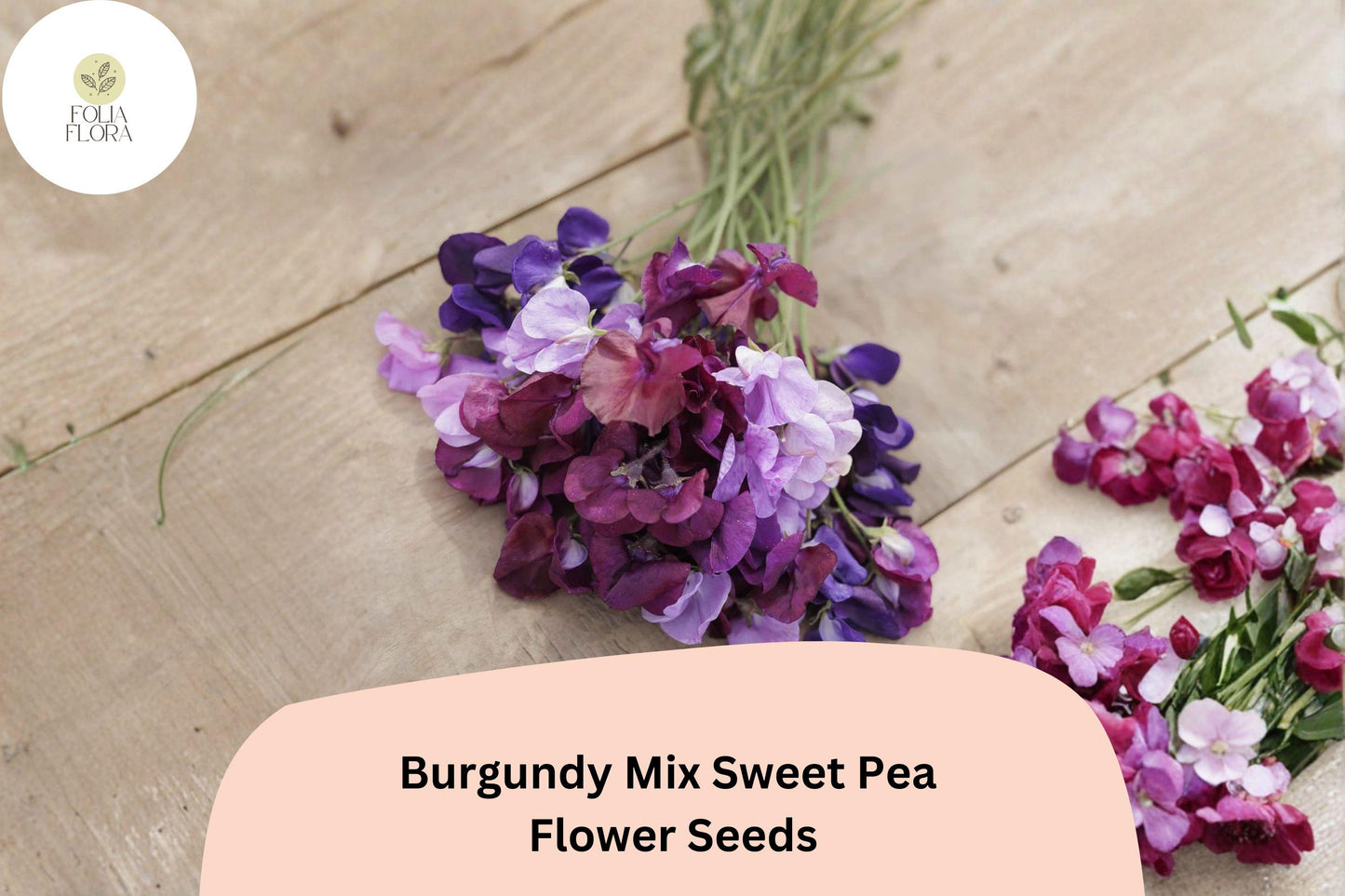 Burgundy Sweet Pea Seeds | 50+ Climbing Lathyrus Odoratus | Ornamental Annual Flower for Trellises & Gardens