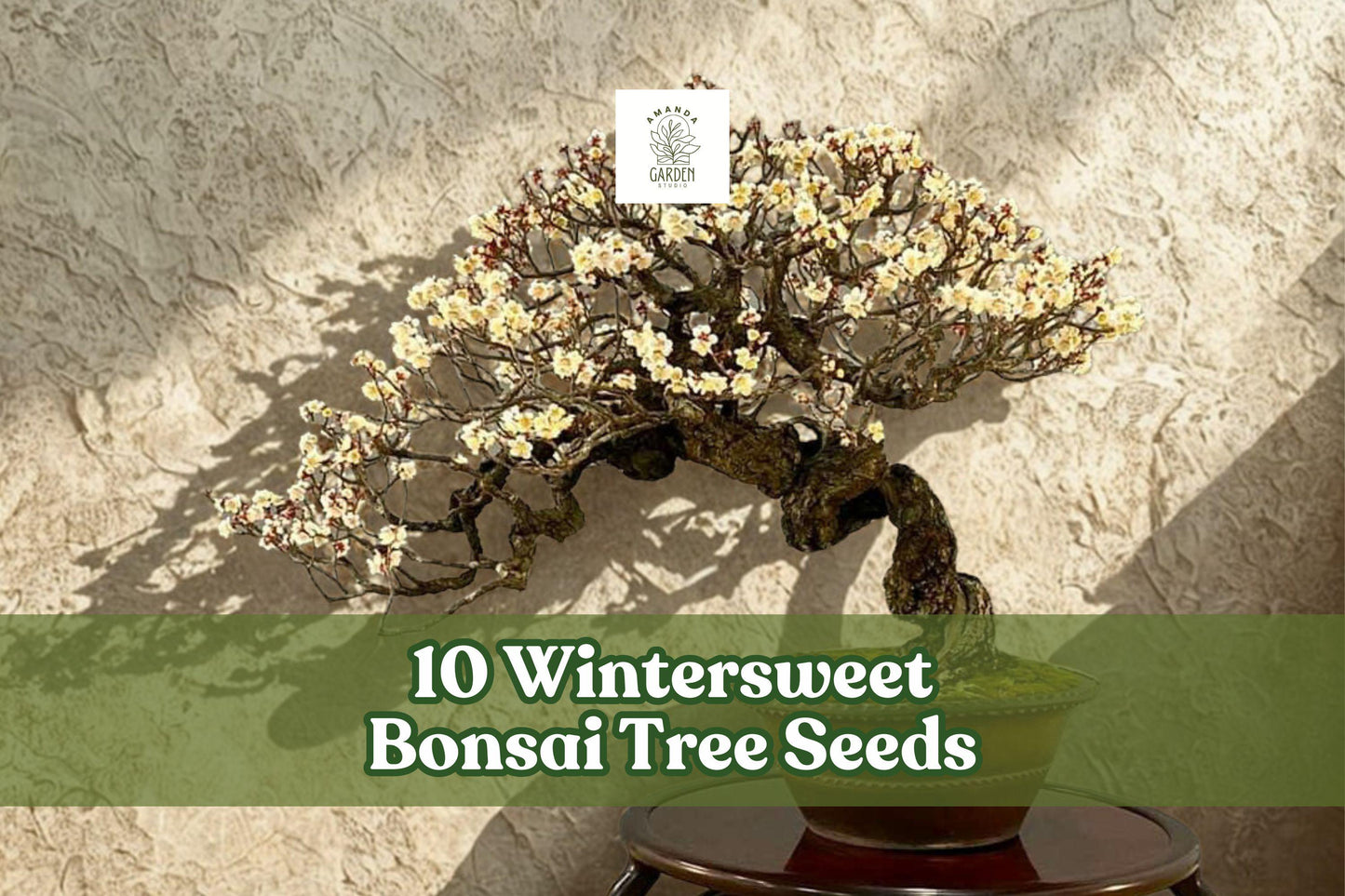 Wintersweet Bonsai Tree Seeds - 10 Seeds, Yellow Flowers, Chimonanthus praecox, Fragrant Winter Ornamental for Planting
