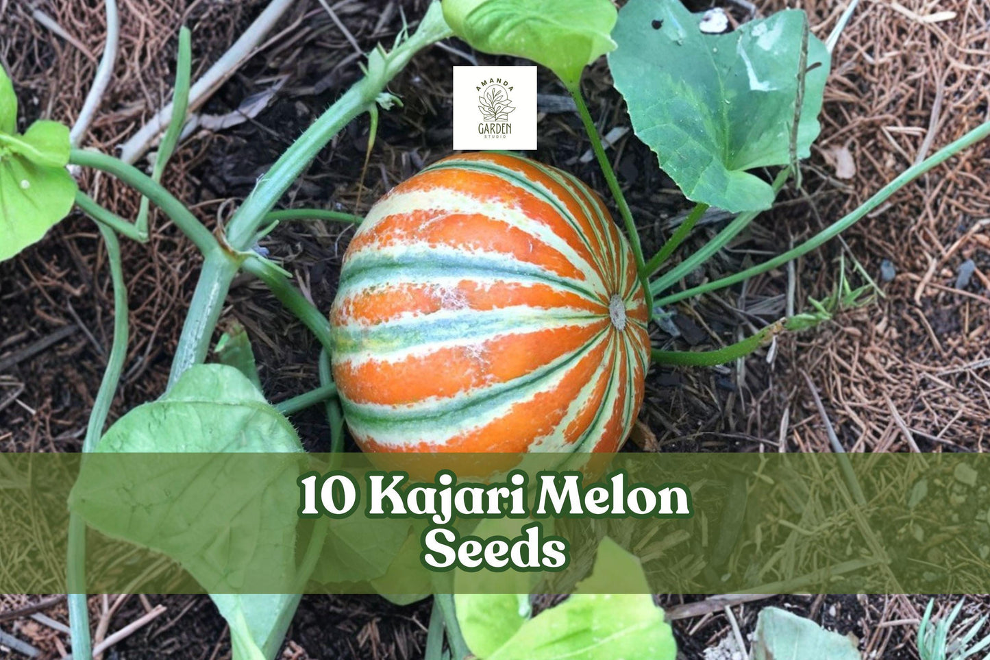 Kajari Melon Seeds - 10 Heirloom Fruit Seeds for Planting, Striped Skin Variety (Cucumis melo) - Exotic Garden Fruit