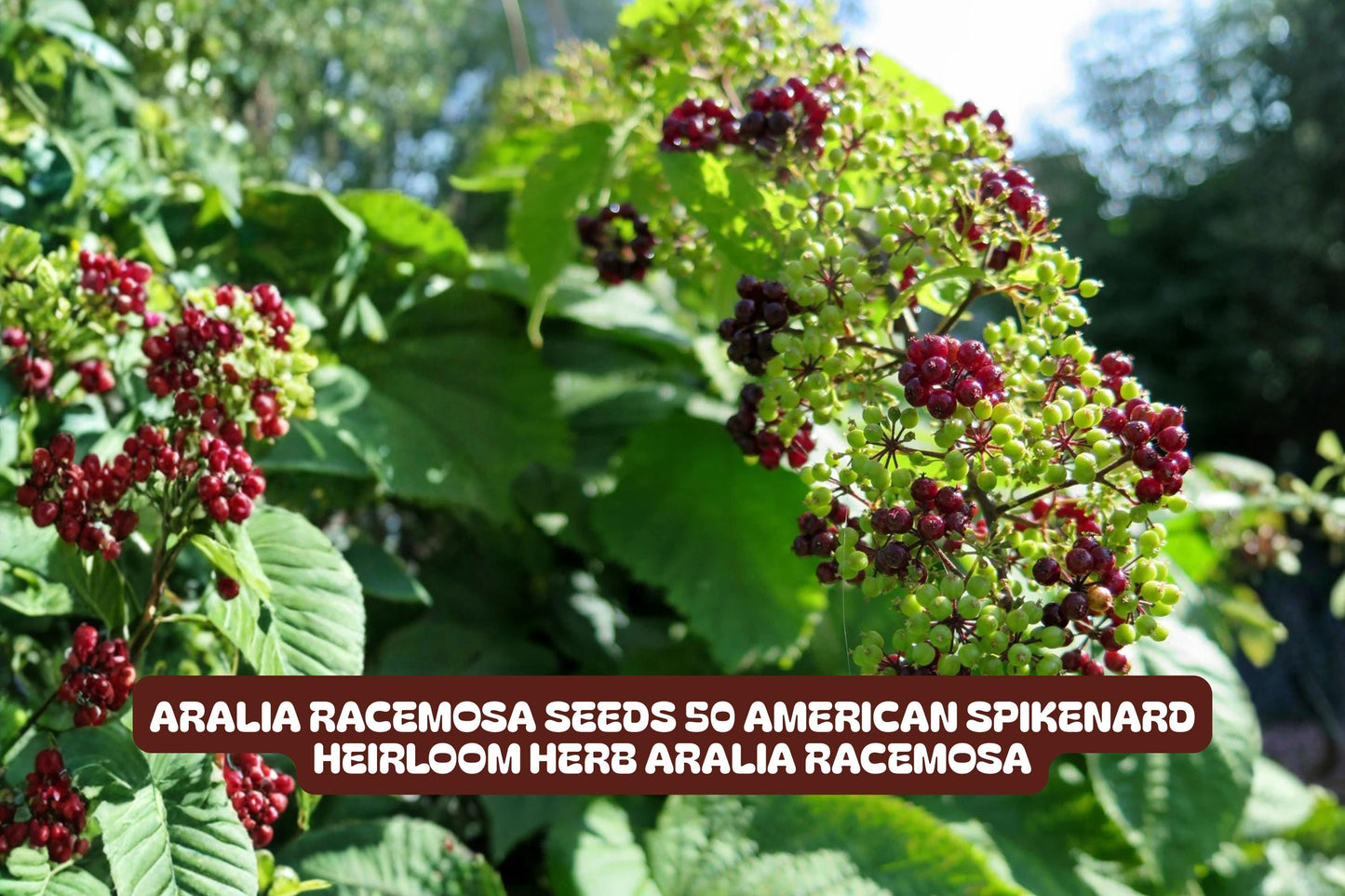Aralia Racemosa Seeds - 50 Count American Spikenard Heirloom Herb for Shade Gardens - Native Perennial with White Flowers