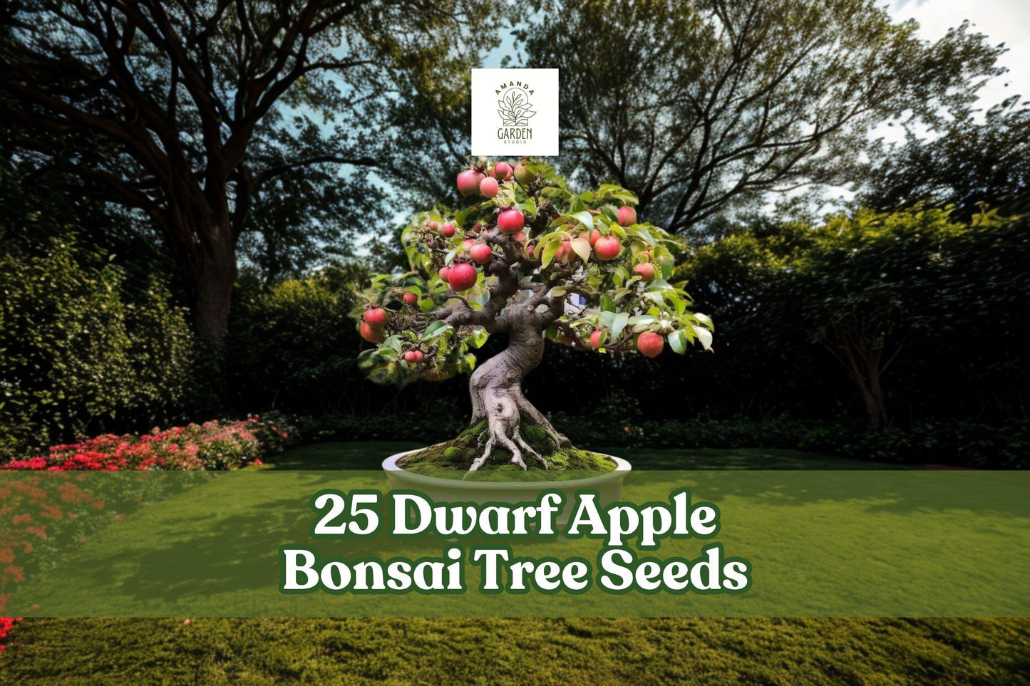 Dwarf Apple Tree Seeds - 25 Pack for Bonsai & Ornamental Growing - Malus domestica - Indoor/Outdoor Hobby Planting