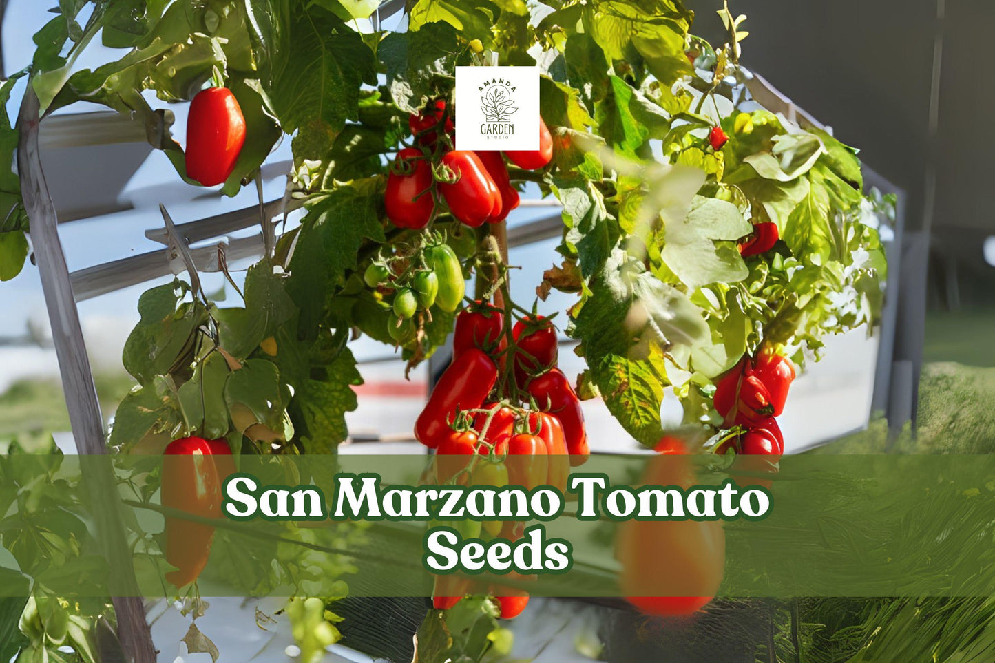 San Marzano Tomato Seeds 100+ Count | Classic Paste Tomato for Garden & Container | Solanum lycopersicum