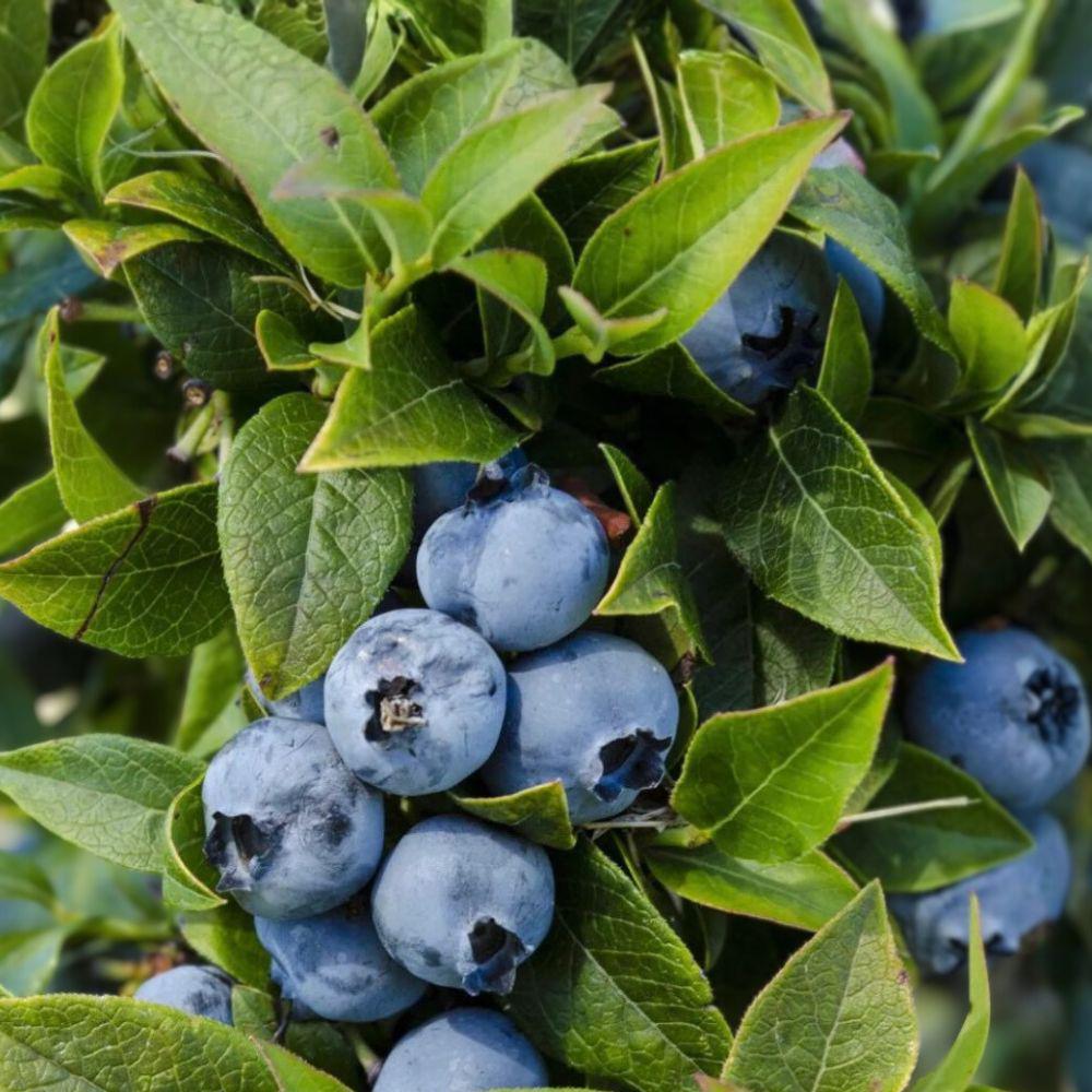 Top Hat Blueberry Plants - 2 Live Dwarf Blueberry Bushes - Sweet Early Fruit - Vaccinium corymbosum ‘Top Hat’ - Container Friendly