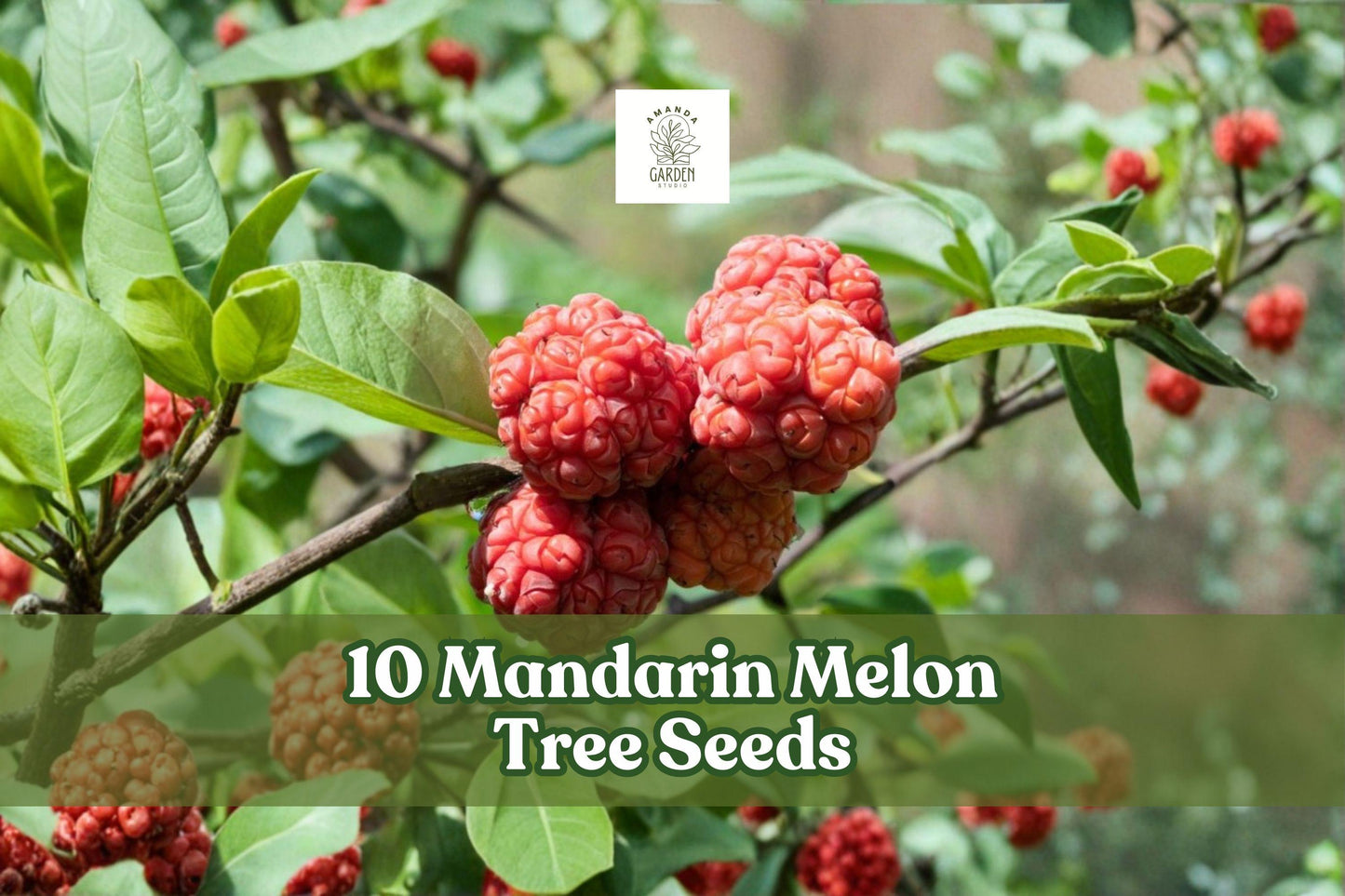 Mandarin Melon Tree Seeds - 10 Pack Maclura tricuspidata - Hardy Ornamental Fruiting Tree for Outdoor Planting