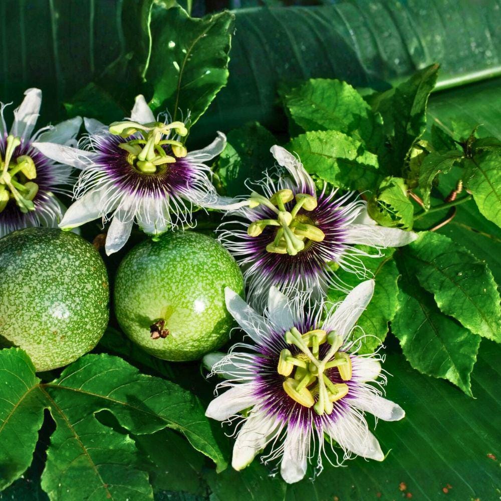 Yellow Passion Fruit Vine Live Plant 6-8" Sanwa Variety Passiflora Edulis - Fast Fruiting Tropical Edible Perennial Vine