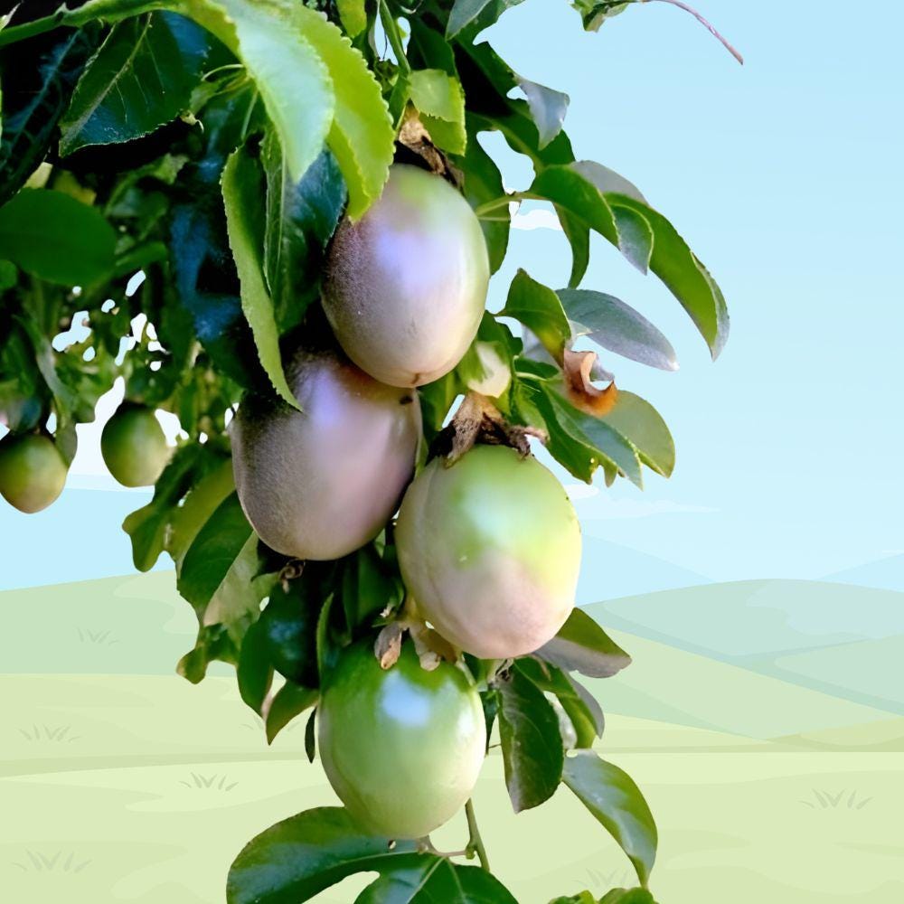 Purple Passionfruit Vine Live Plant 5" Passiflora edulis Edible Tropical Fruit Starter Pesticide-Free Fast Growing