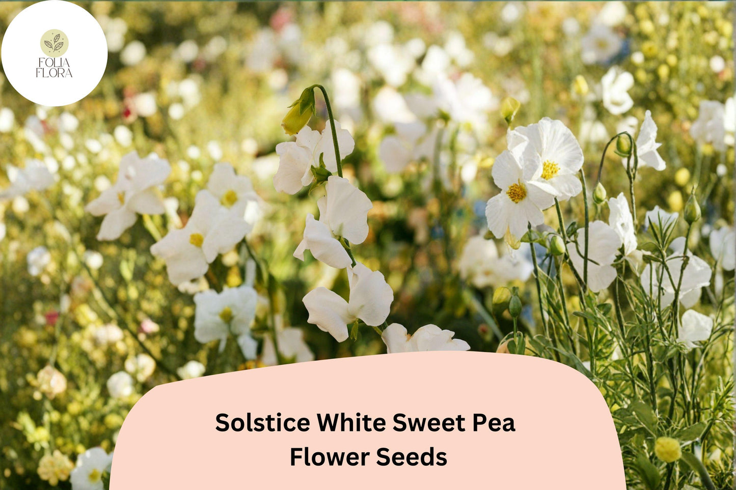 Sweet Pea Seeds (50+) | Solstice White Climbing Vine | Lathyrus odoratus | Fragrant Annual for Garden Planting