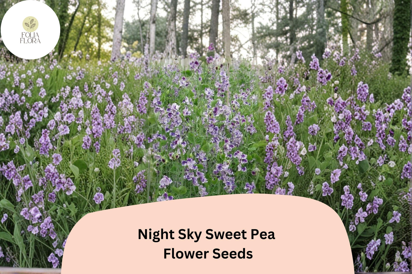 Night Sky Sweet Pea Seeds - 50+ Climbing Flower Vine, Dark Purple & White Blooms, Lathyrus odoratus, Annual Garden Plant
