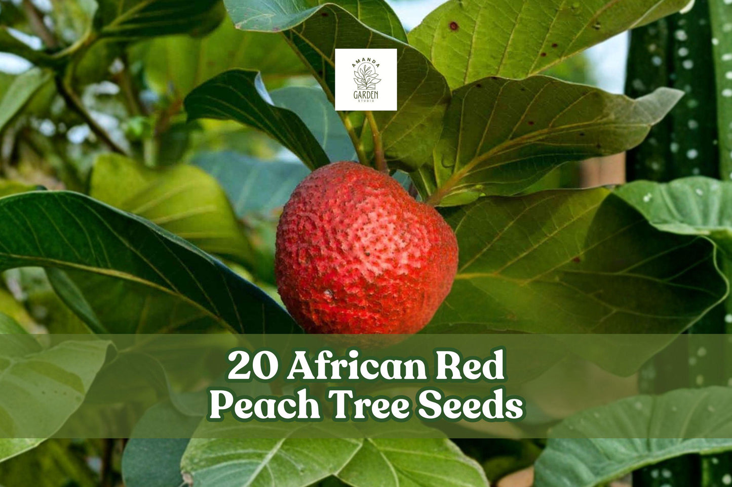 20 African Red Peach Tree Seeds for Planting - Nauclea latifolia - Tropical Fruit Tree Seeds for Warm Climate Gardens