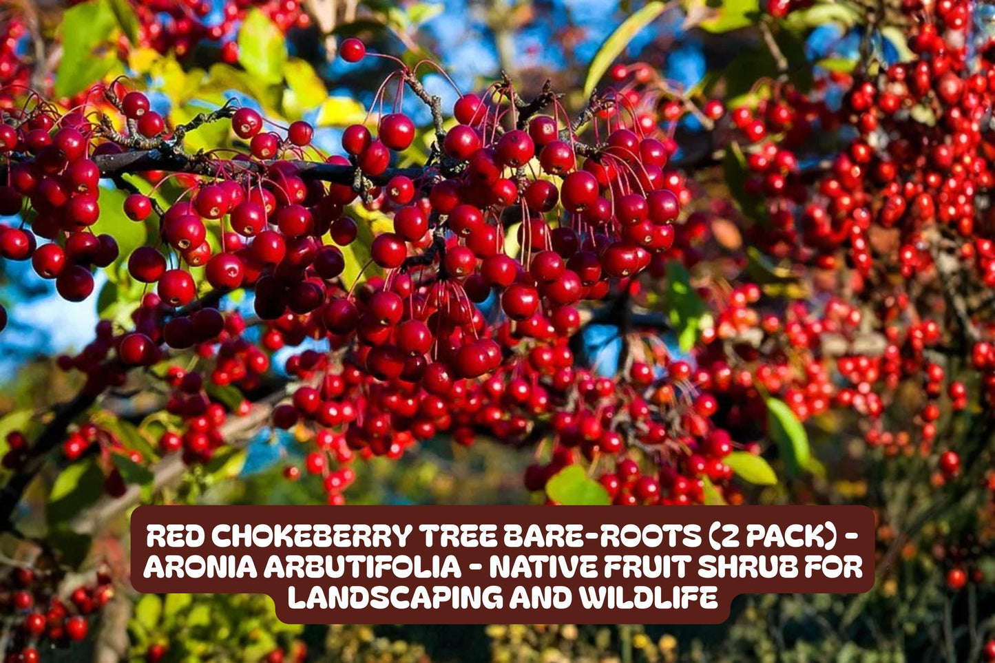 Red Chokeberry Tree Bare-roots 2 Pack - Aronia arbutifolia - Native Fruit Shrub for Landscaping & Wildlife