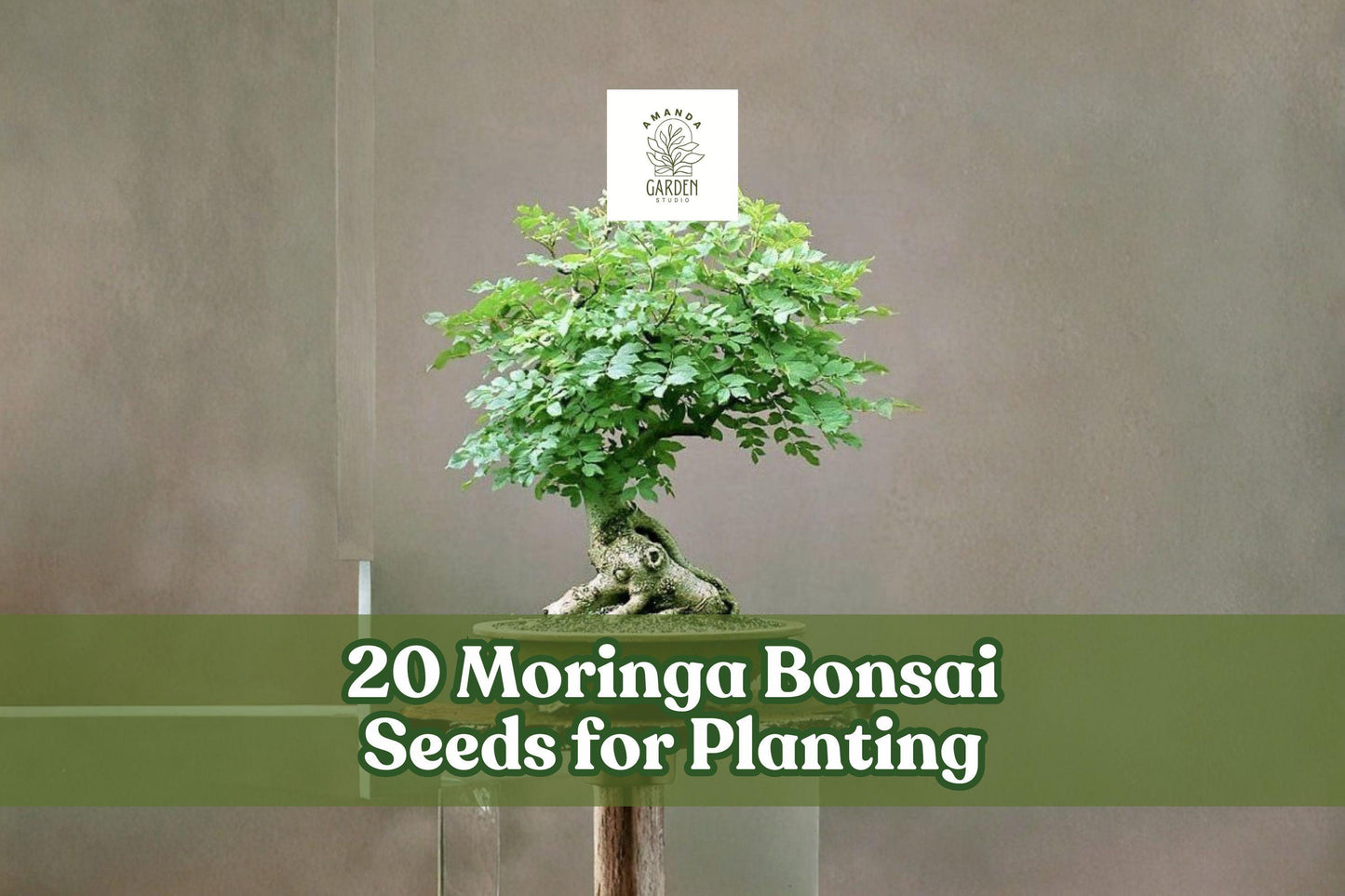 20 Moringa Bonsai Seeds for Planting - Moringa oleifera - Ornamental Tree for Bonsai or Garden Use