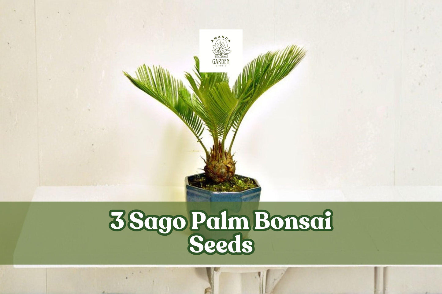 Sago Palm Bonsai Seeds – 3 Pack Cycas revoluta – Ornamental Cycad for Container Planting & Bonsai Projects