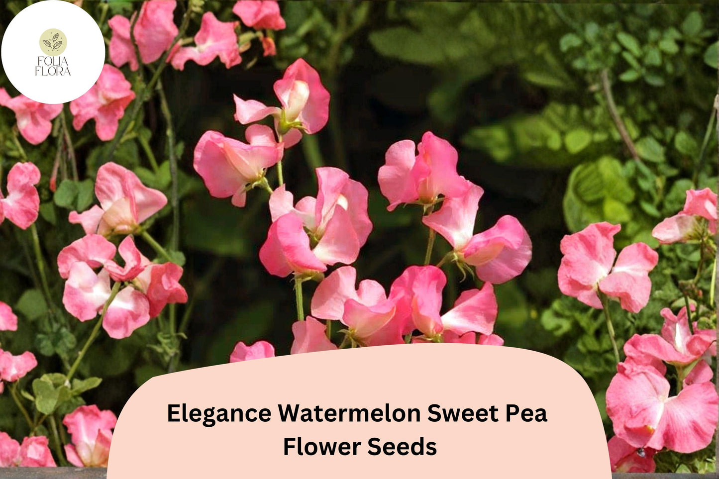 Sweet Pea Seeds - 50+ Elegance Watermelon Bicolor (Lathyrus odoratus) Climbing Vine for Gardens and Cut-Flower Arrangements