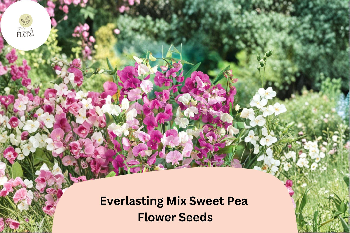 Everlasting Sweet Pea Seeds | Mixed Colors | Lathyrus latifolius | 50+ Perennial Climbing Vine Seeds for Garden
