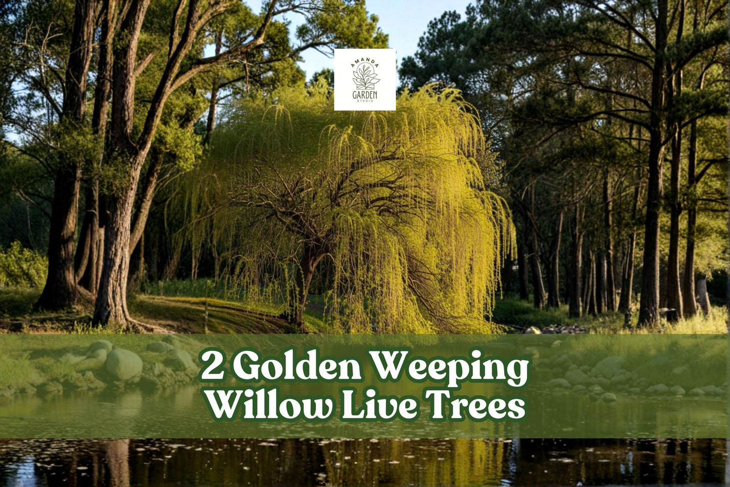2 Golden Weeping Willow Live Trees - Ornamental Arching Landscape Trees - Salix Species - Golden Foliage for Outdoor Planting