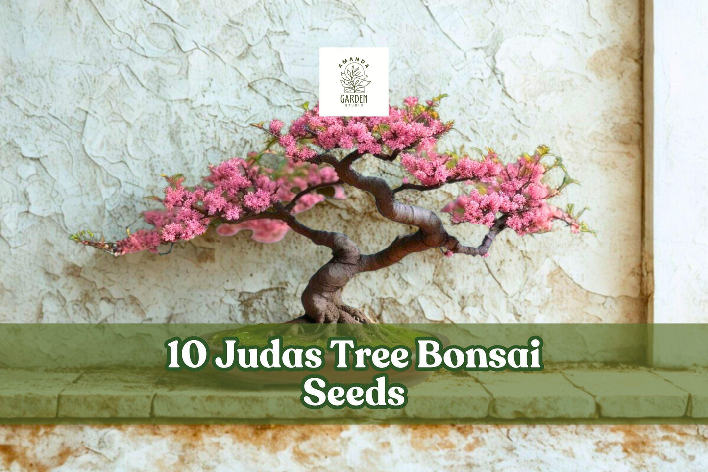 10 Judas Tree Bonsai Seeds for Planting - Cercis siliquastrum, Pink/Purple Flowering, Ornamental Tree for Bonsai or Outdoor Garden
