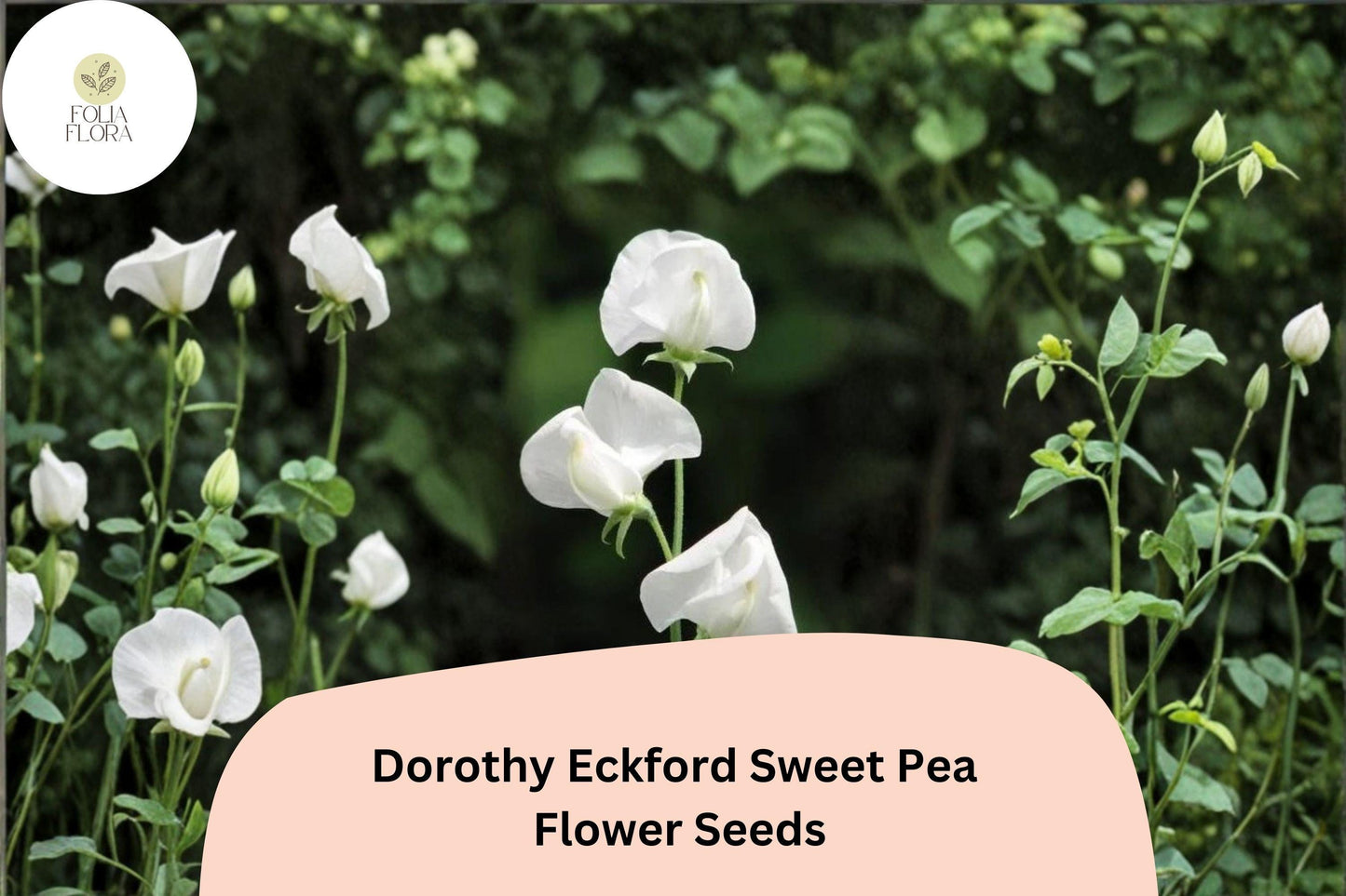 Sweet Pea Seeds | Dorothy Eckford | Fragrant White Climbing Flowers | Lathyrus odoratus | 50+ Seeds for Garden & Cut Flowers