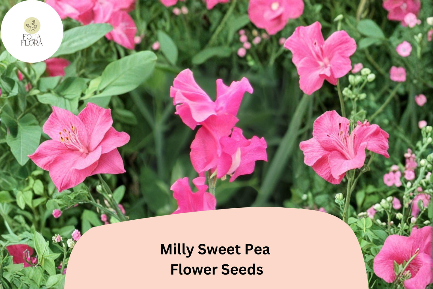 Milly Sweet Pea Seeds | 50+ Soft Pastel Flower Seeds | Lathyrus odoratus | Annual Climbing Vine for Garden Planting