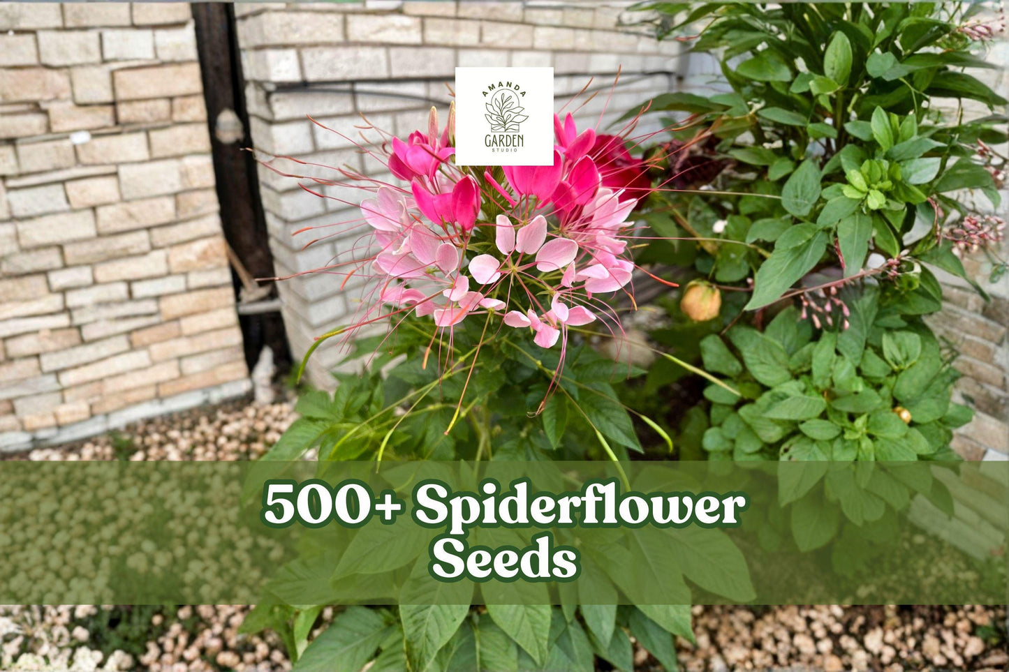 500+ Spiderflower Seeds for Planting - Mixed Color Annual Flowers - Cleome hassleriana - Perfect for Garden Beds & Borders
