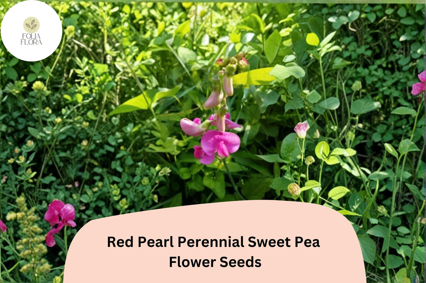 Red Pearl Sweet Pea Seeds | Perennial Climbing Vine | Lathyrus latifolius | Rich Red to Deep Rose Flowers | 50+ Seeds