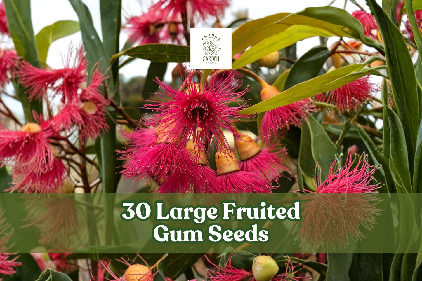 30 Large Fruited Gum Seeds for Planting | Eucalyptus leucoxylon | Ornamental Tree | Decorative Foliage for Landscape