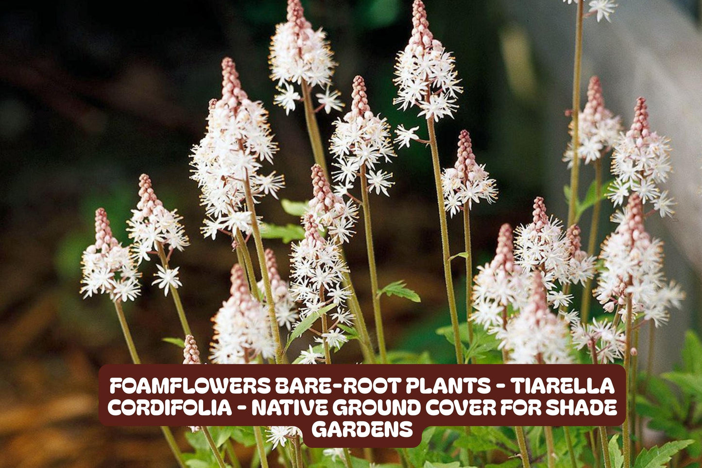 Foamflowers Bare-root Plants - Tiarella cordifolia - Native Ground Cover for Shade Gardens - Easy to Grow, Low Maintenance