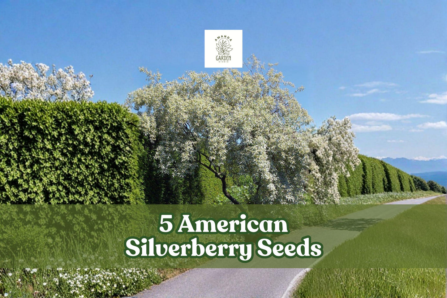 American Silverberry Seeds - 5 Pack Elaeagnus commutata - Hardy Ornamental Shrub for Garden Planting