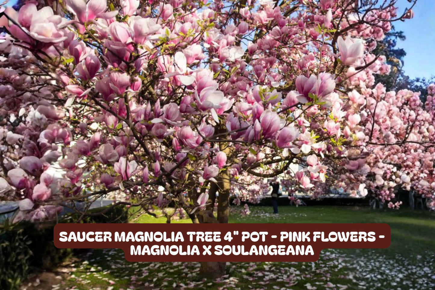 Saucer Magnolia Tree 4" Pot - Pink Flowers - Magnolia x soulangeana - Fragrant Spring Blooms for Garden or Patio