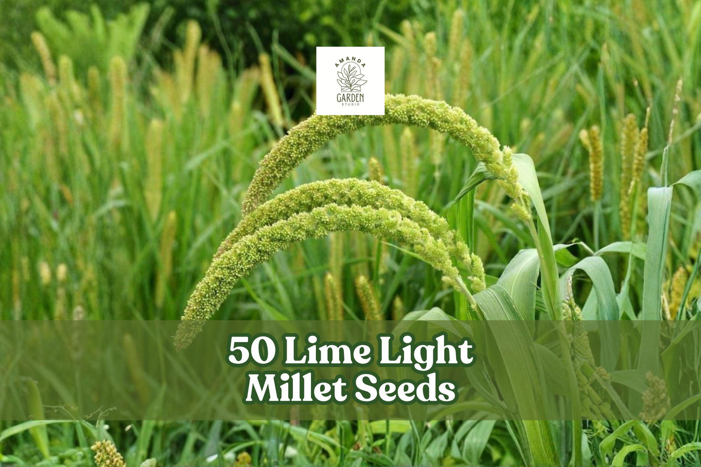 Lime Light Millet Seeds - 50 Ornamental Grass Seeds, Pennisetum glaucum, Vibrant Lime-Green Plumes for Garden Planting