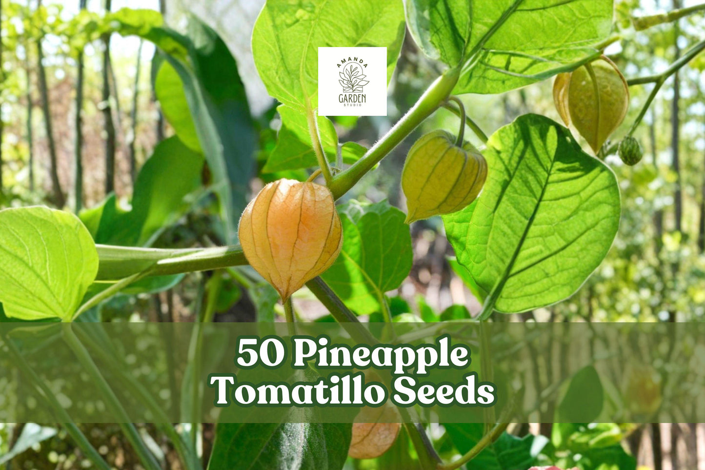 Pineapple Tomatillo Seeds - 50 Heirloom Seeds for Planting - Physalis ixocarpa - Unique Vegetable for Warm-Season Gardens